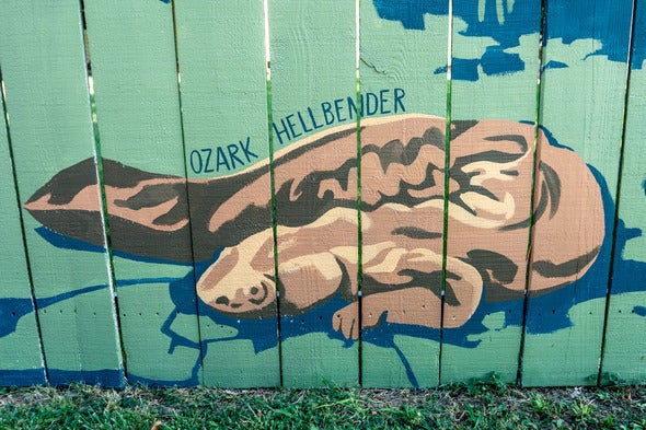 hellbender image