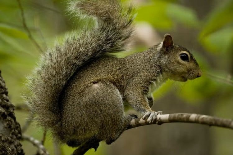 eastern gray squirrel