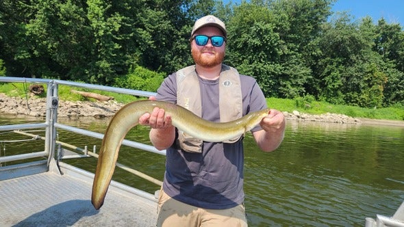 Christian Goodson holds an American eel 