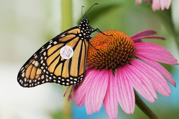 tagged monarch butterfly on coneflower