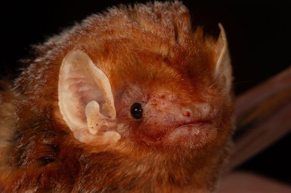 red bat