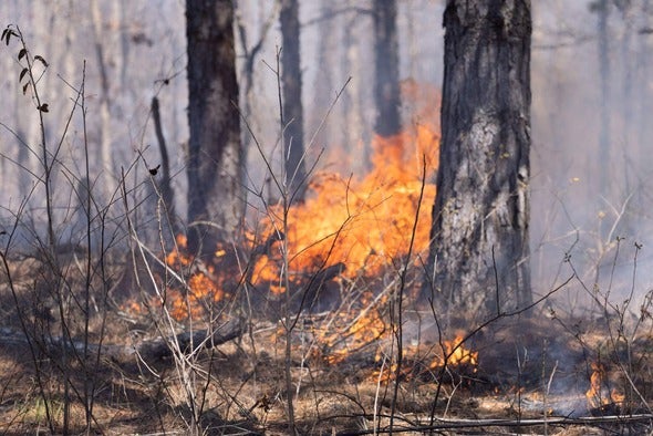 prescribed fire burning brush