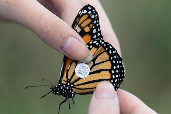 tagged monarch butterfly