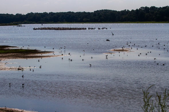 Shore birds spotted at Schell-Osage Conservation Area in August 2026.