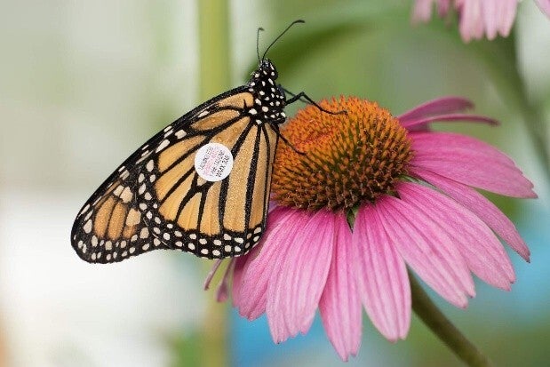 tagged monarch butterfly on coneflower