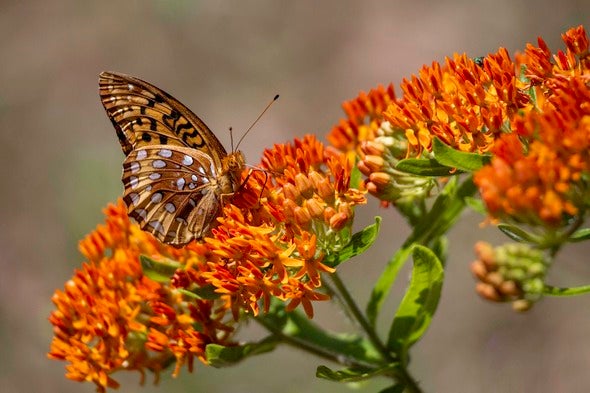 butterfly on milkweed