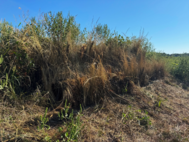 Duck blind after being “brushed in" at Schell-Osage Conservation Area. 