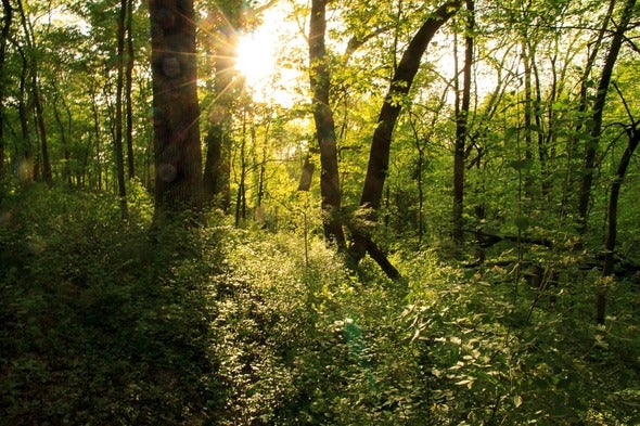 woodland