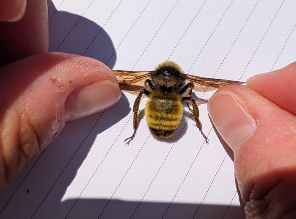 American bumblebee