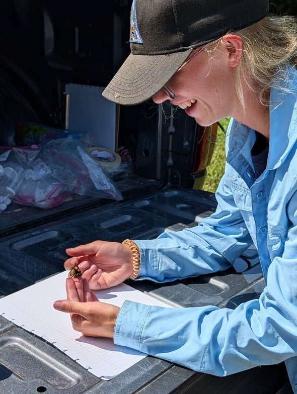 Lauren Dirth holds an American bumblebee