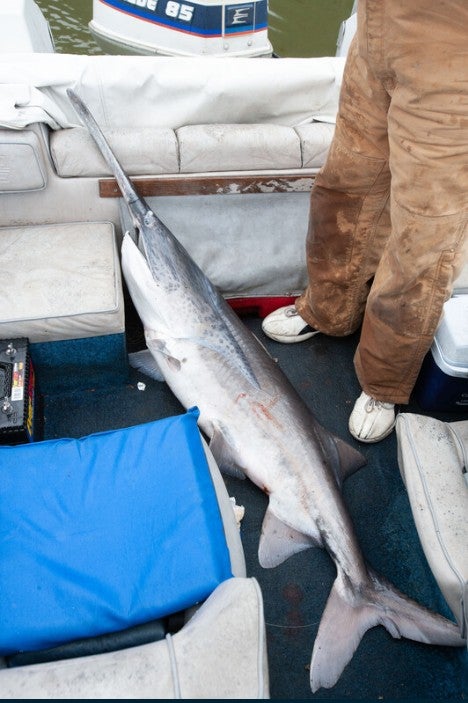 snagged paddlefish