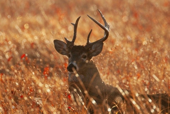 buck in field