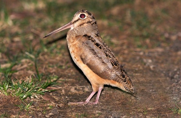 woodcock