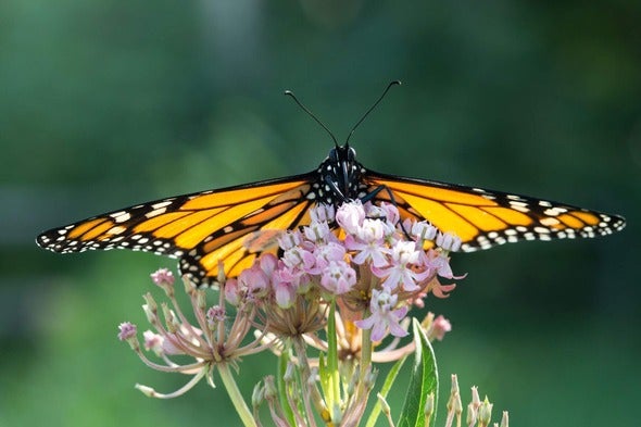butterfly on milkweed