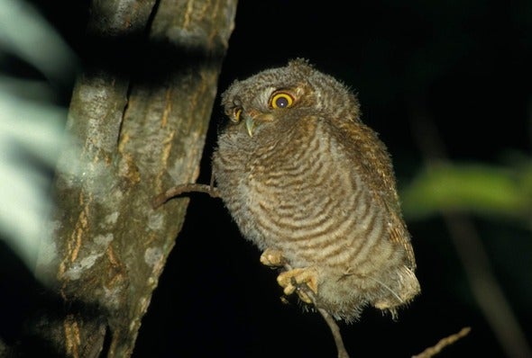 screech owl