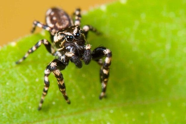 peppered jumping spider