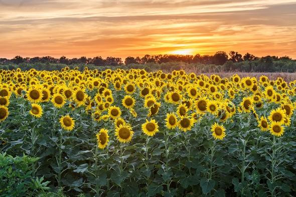 Sunflower Field at Columbia Bottom near St. Louis