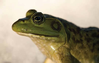 Bullfrog