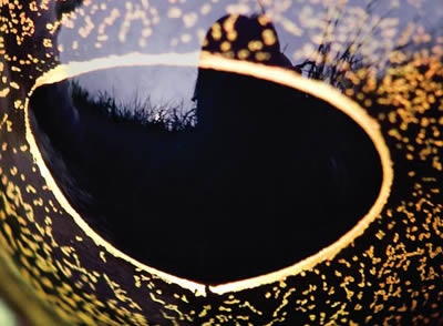 Bullfrog Eye Closeup