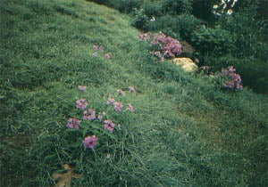 image of Buffalo grass