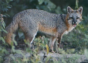 image of Gray fox