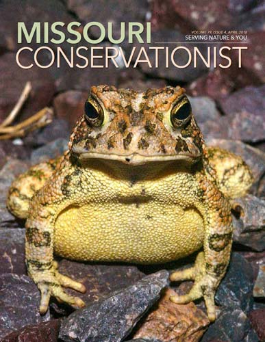 The Secret Life Of Toads Missouri Department Of Conservation