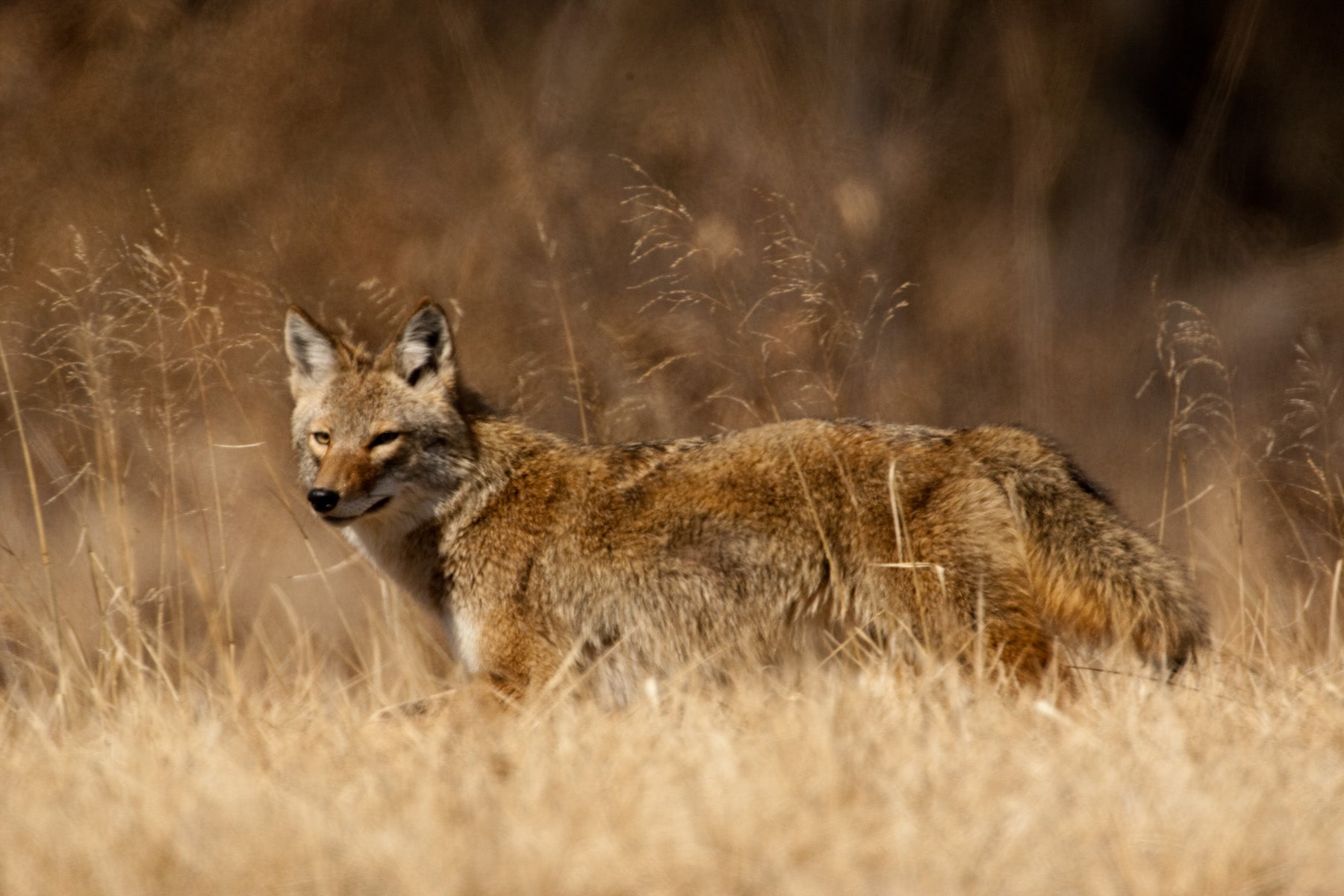 coyote walking through grassland