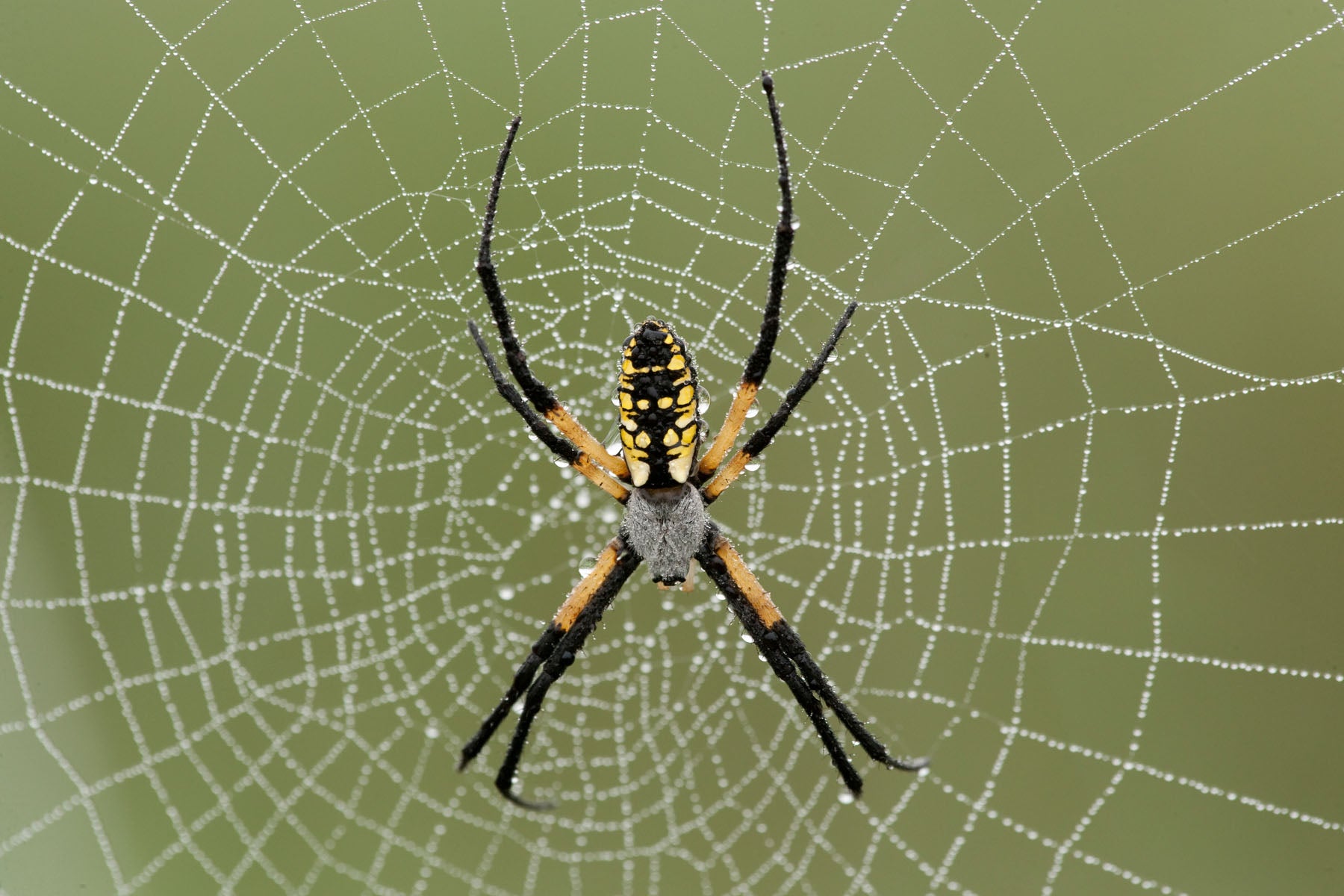 Photo of a black and yellow garden spider