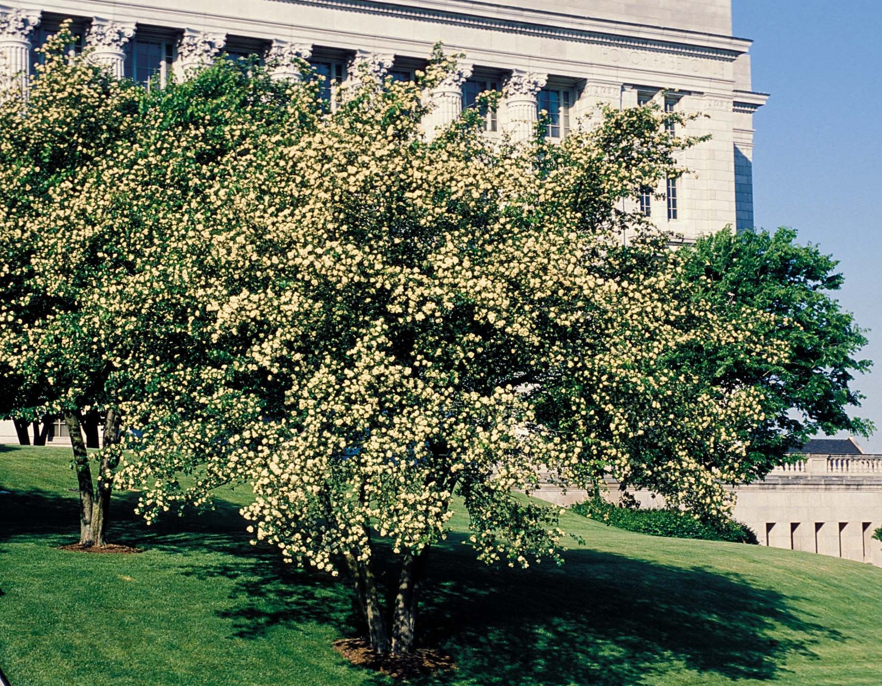 Photo of hawthorn trees blooming on lawn of Missouri state capitol