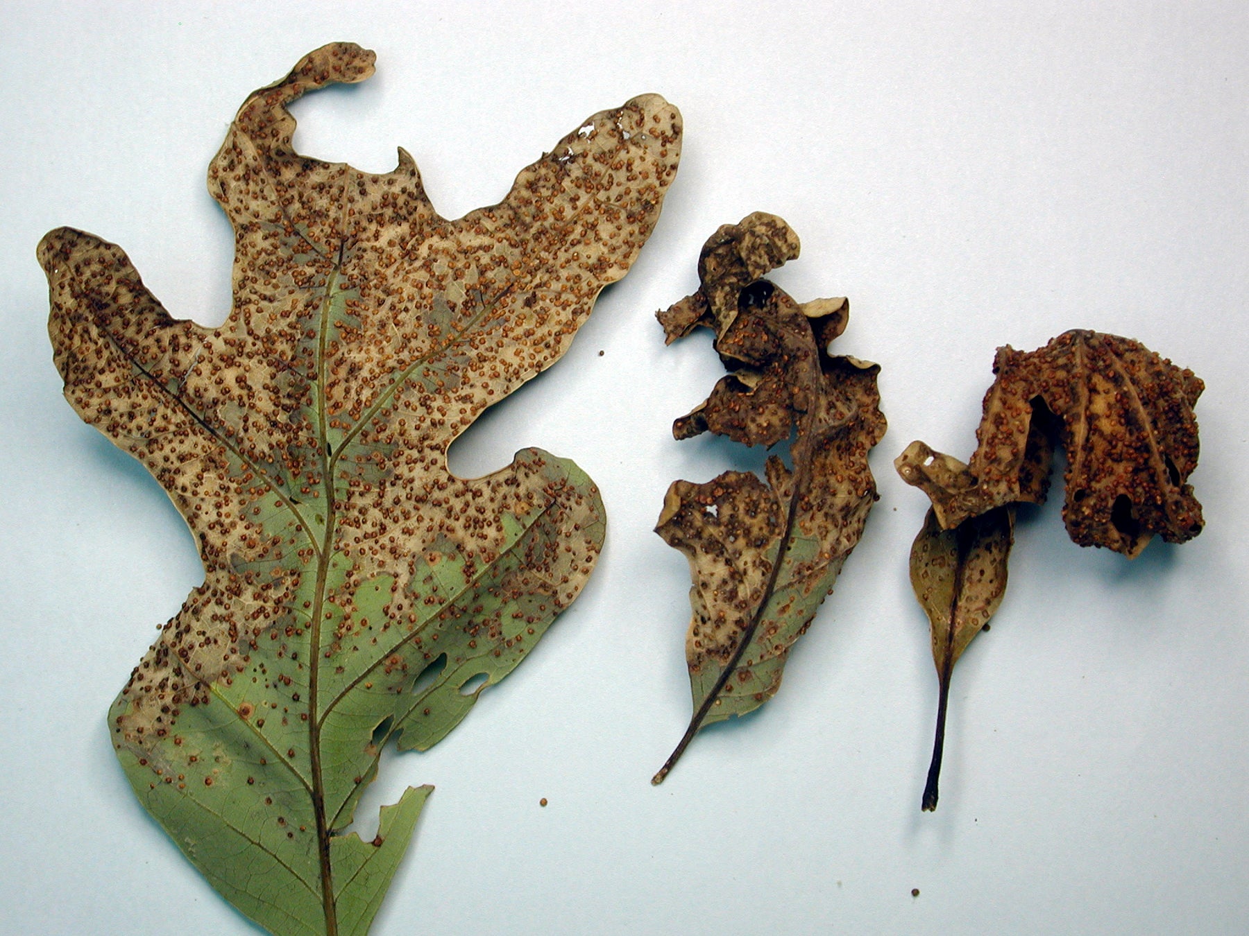 Leaves affected by jumping oak gall.
