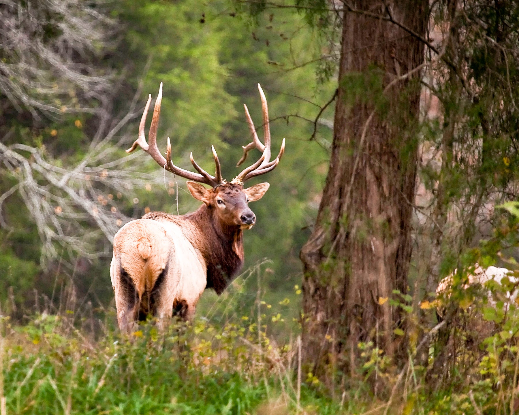 A bull elk looks in the woods back at the photographer