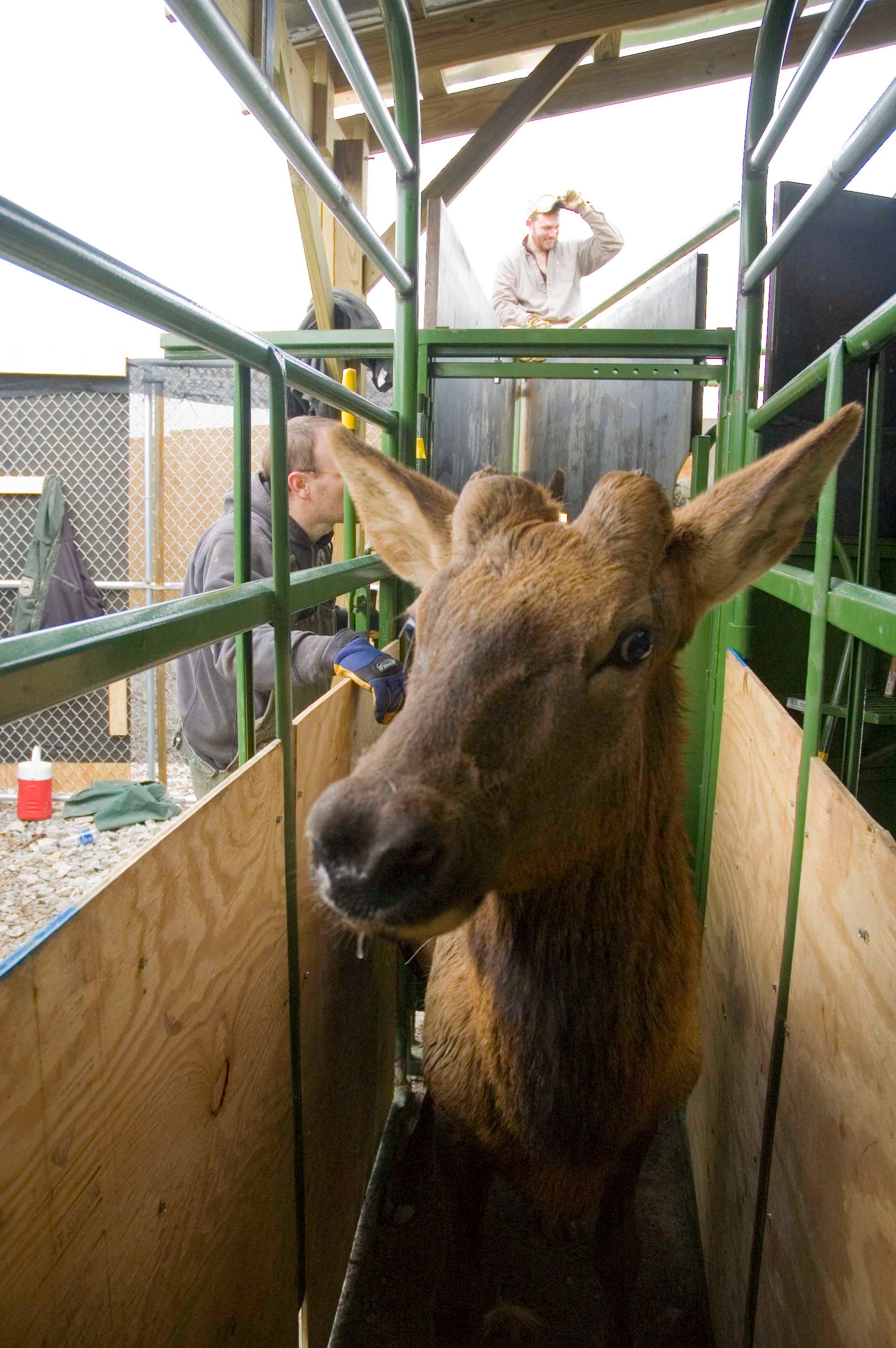 An elk stands in a cattle chute while being tested for diseases.