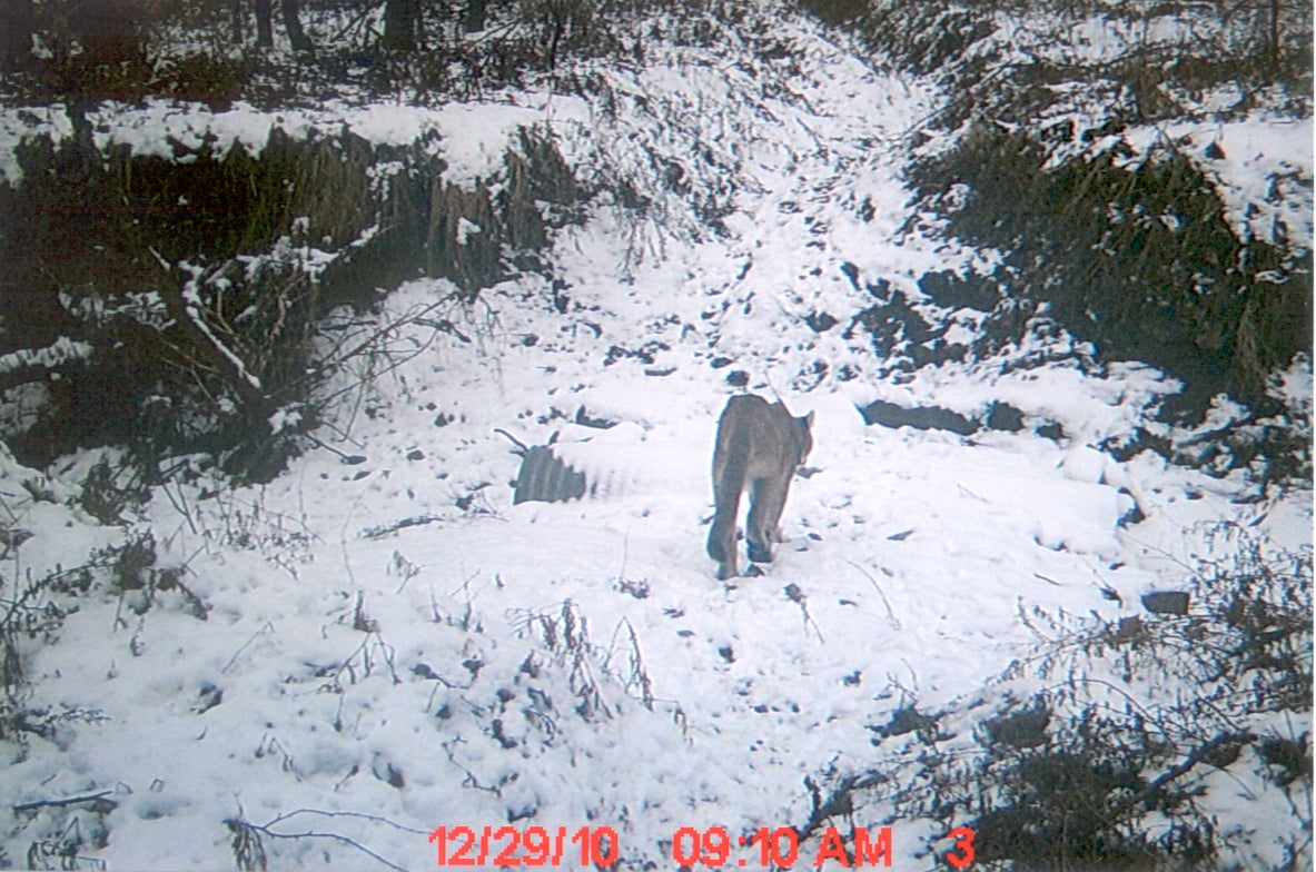 Mountain lion walking away from camara in snowy Linn County