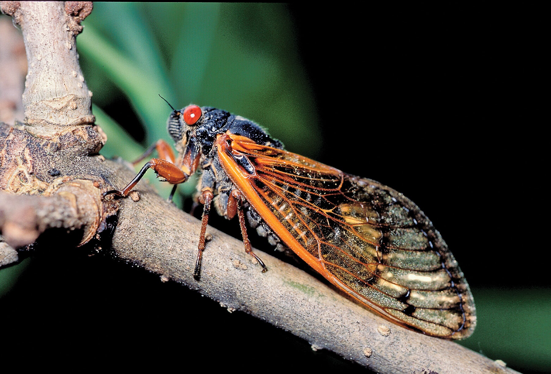 Periodical cicada on branch