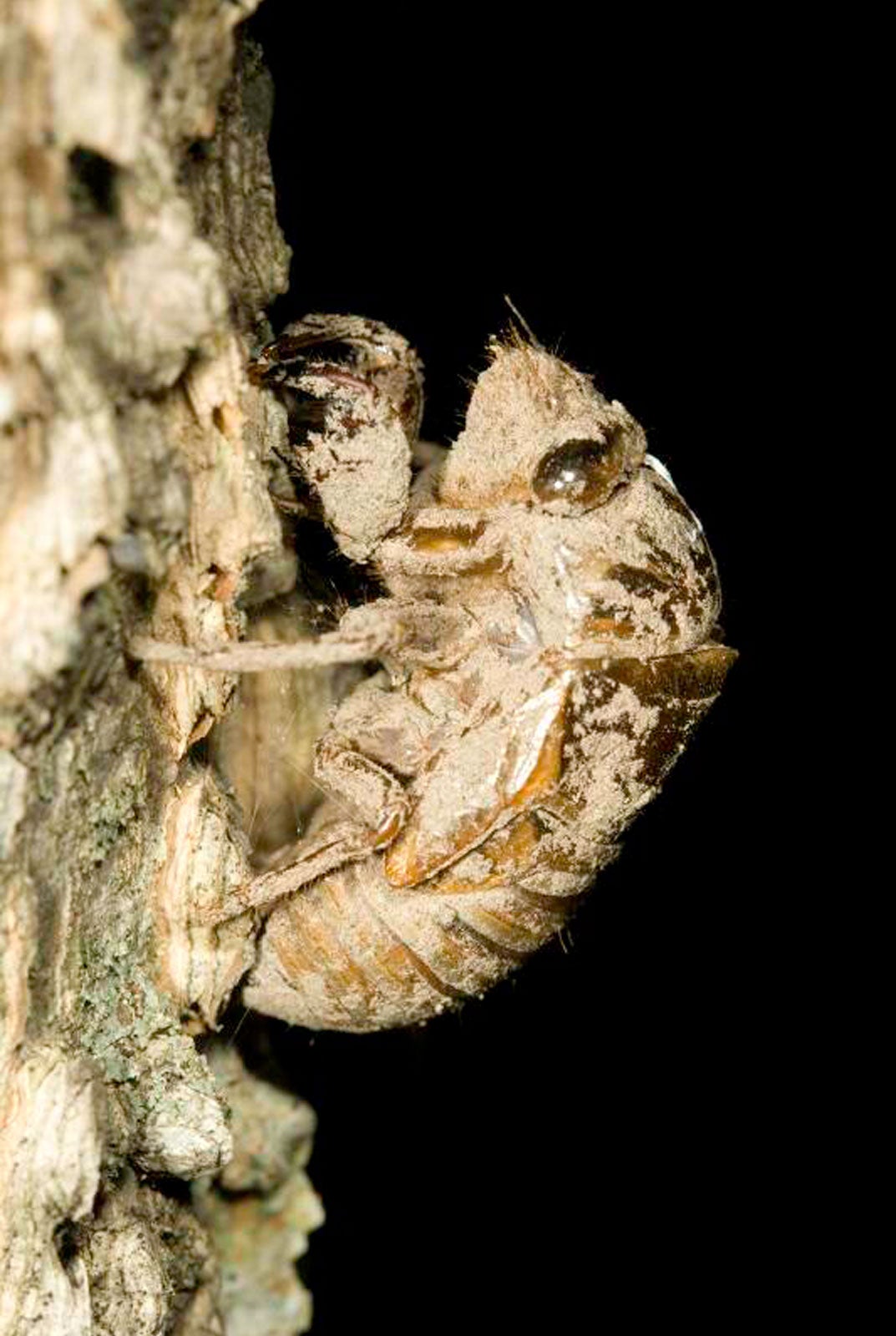 Major periodical cicada emergence imminent Missouri Department of