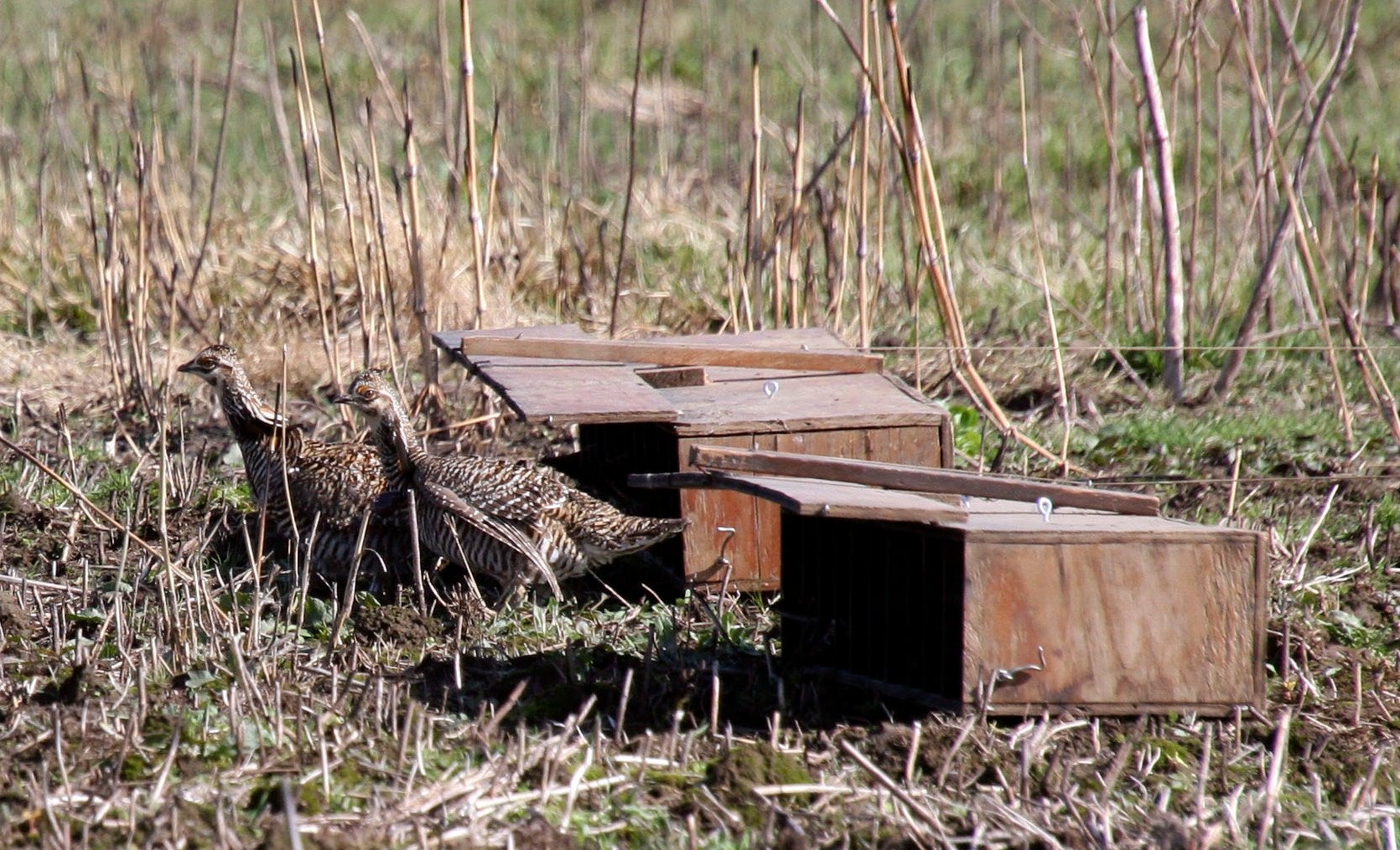 Photo of Prairie Chicken Release