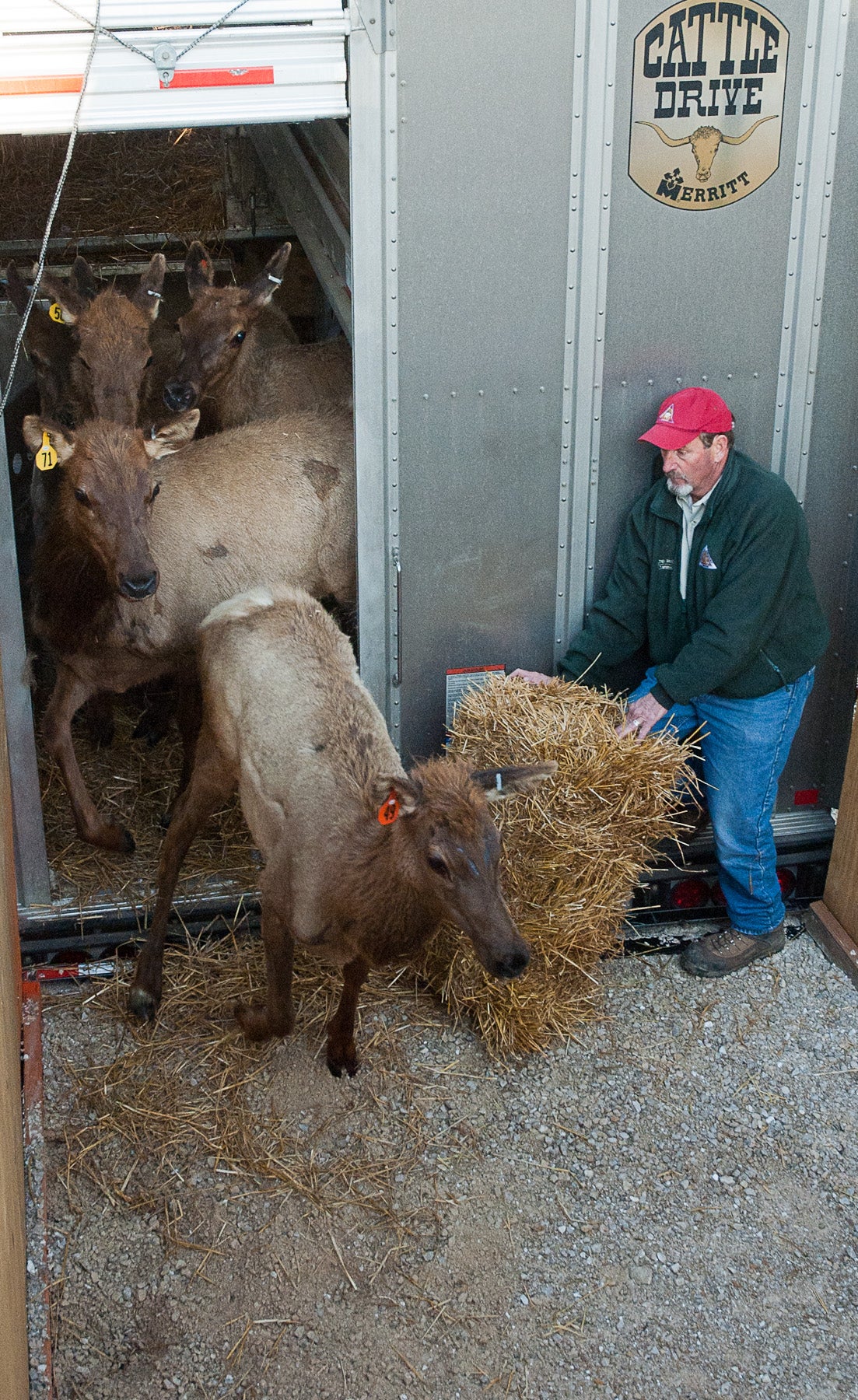 Elk depart truck on arrival in Missouri