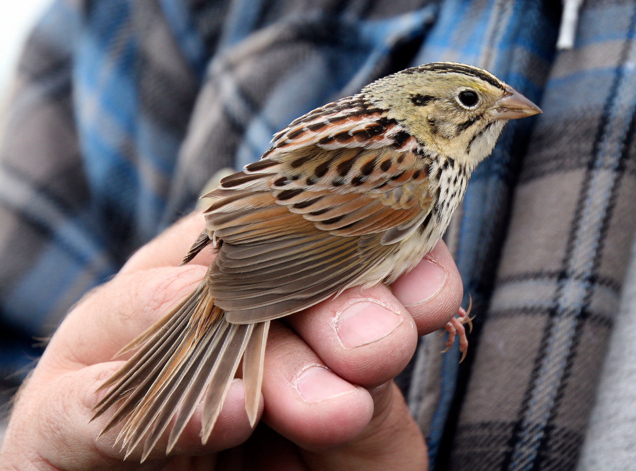 Henslow's Sparrow