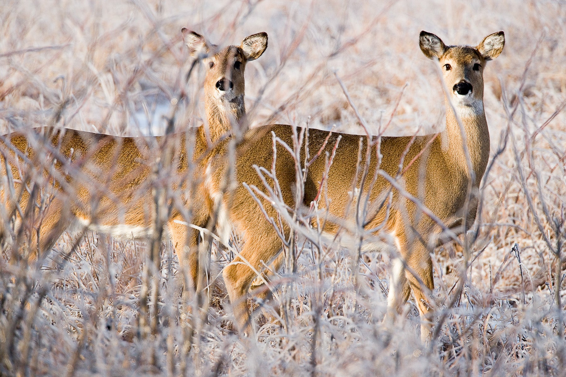 Two white-tailed deer does stand in icy field.