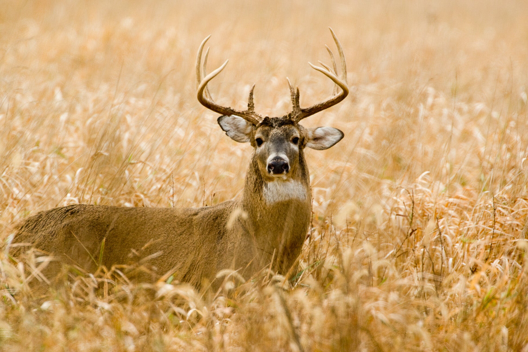 A 10-point white-tailed deer buck stands in a field.