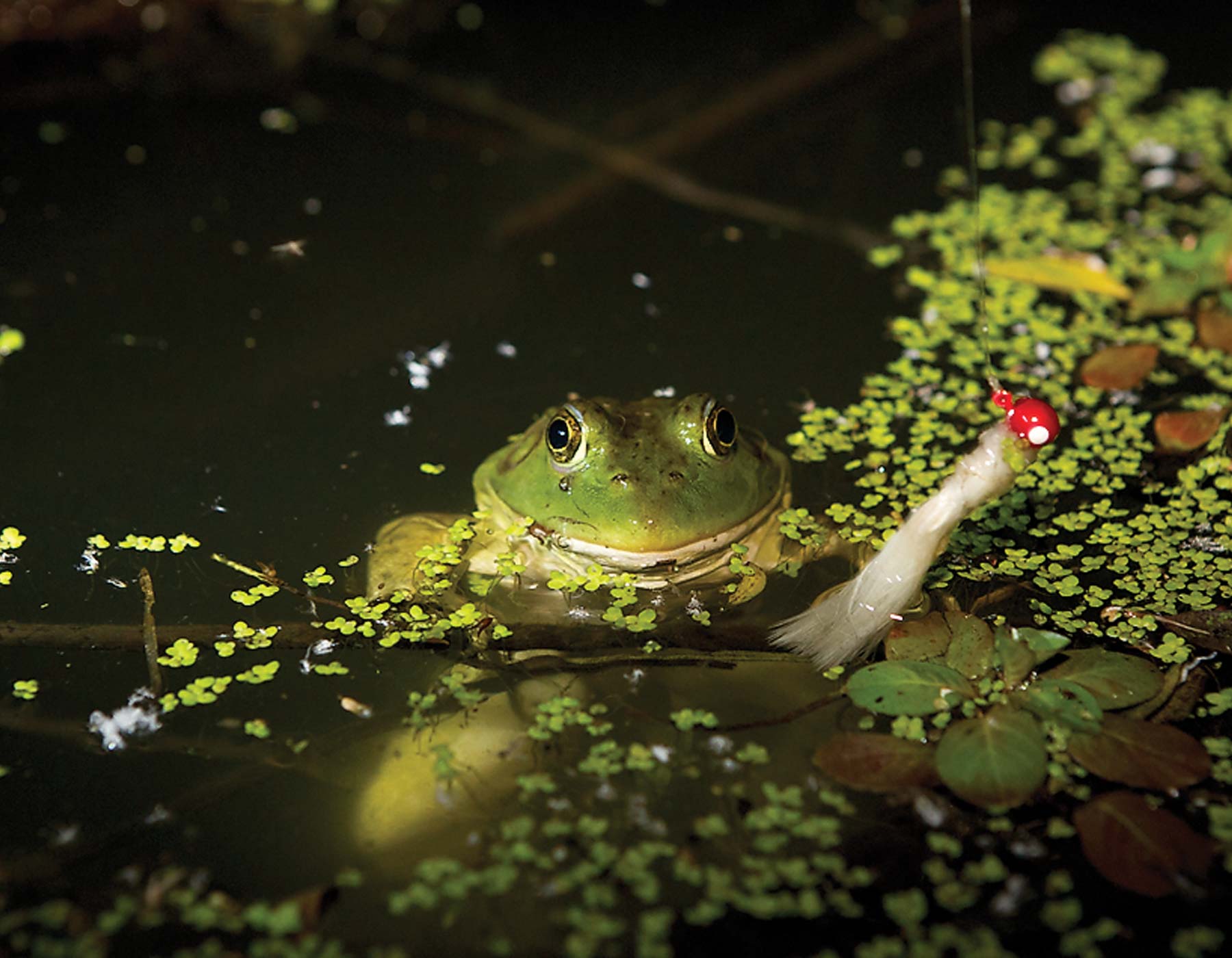 bullfrog