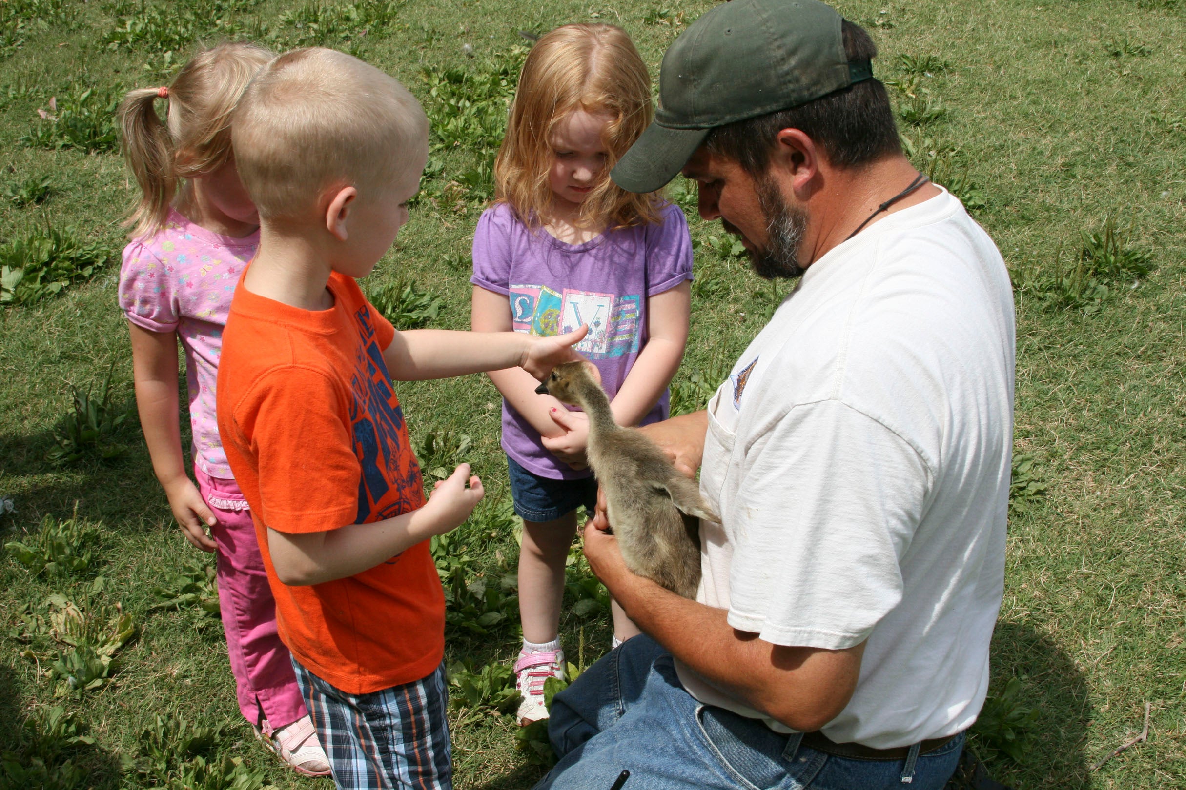 Goose Banding in Cape Girardeau with Kids