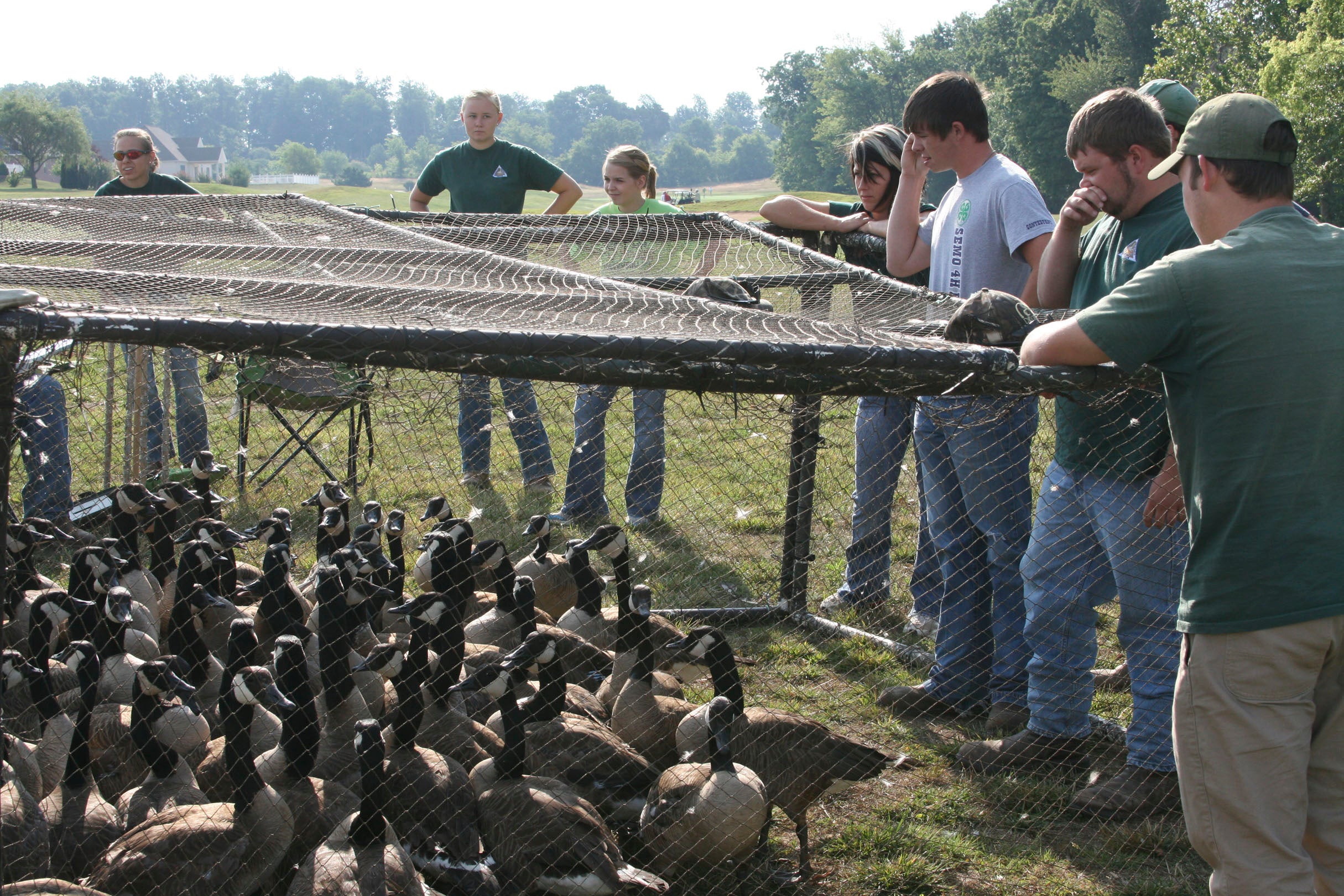 Goose Banding in Cape Girardeau with Geese in Pen