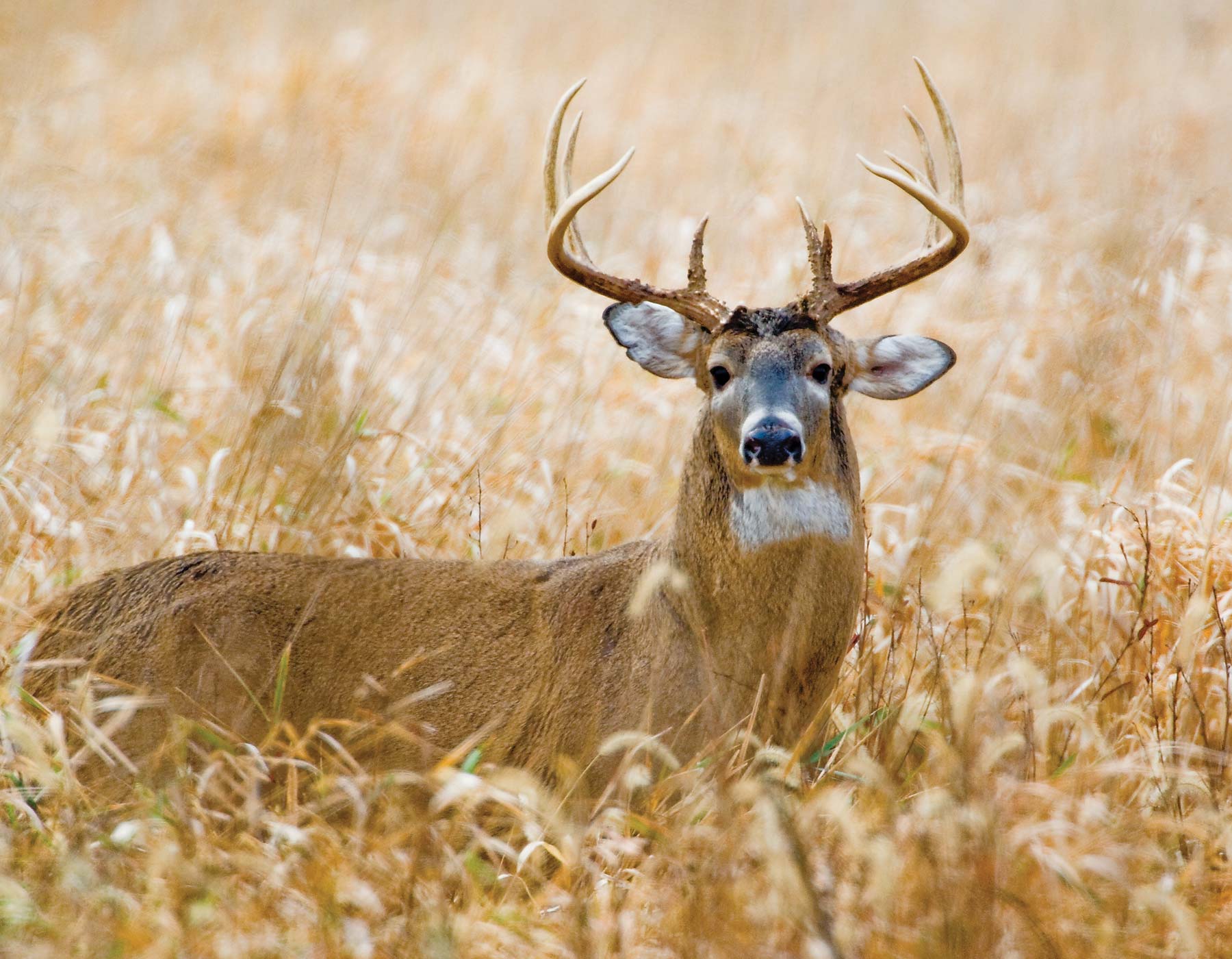 White Tailed Deer