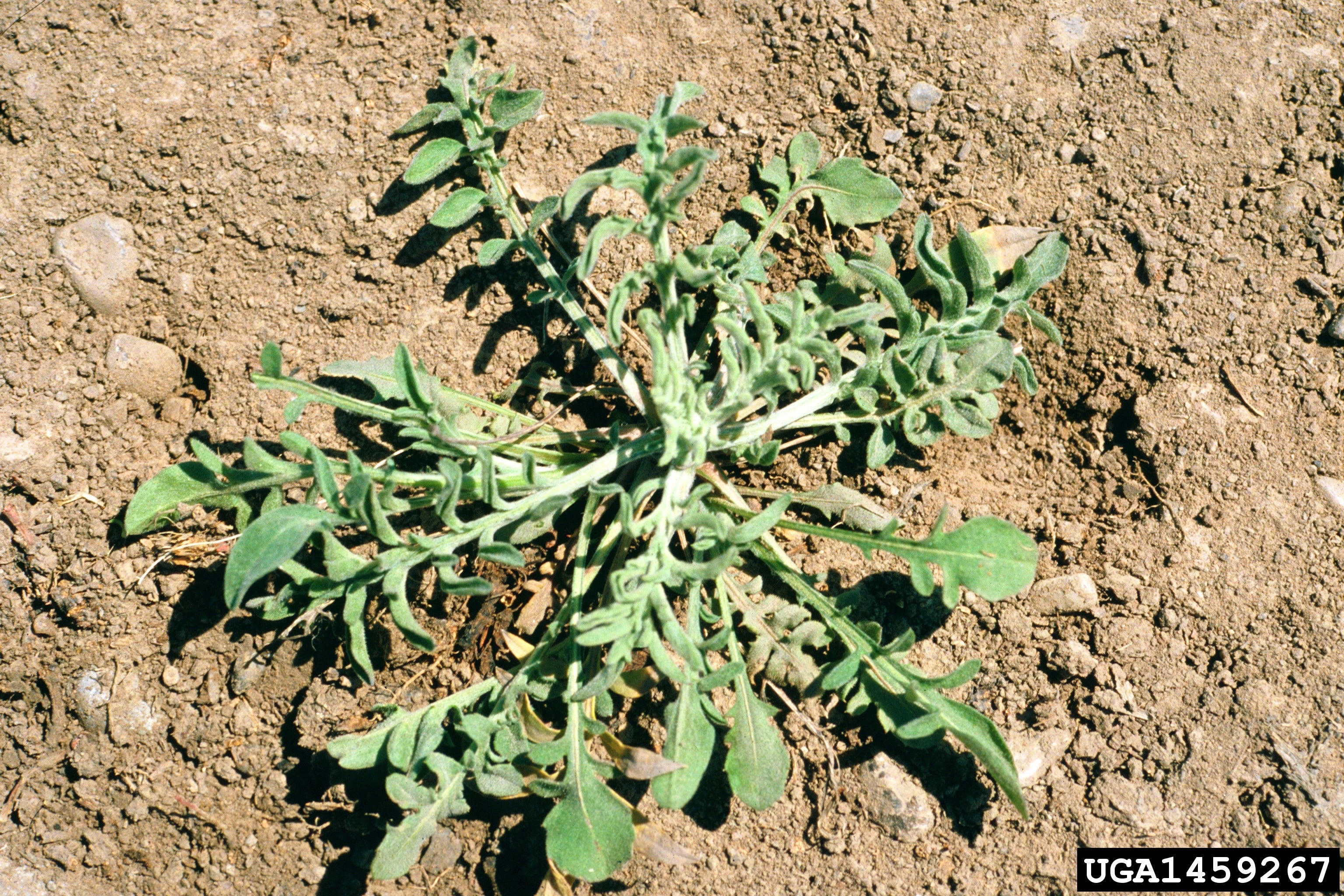 Spotted Knapweed Leaves