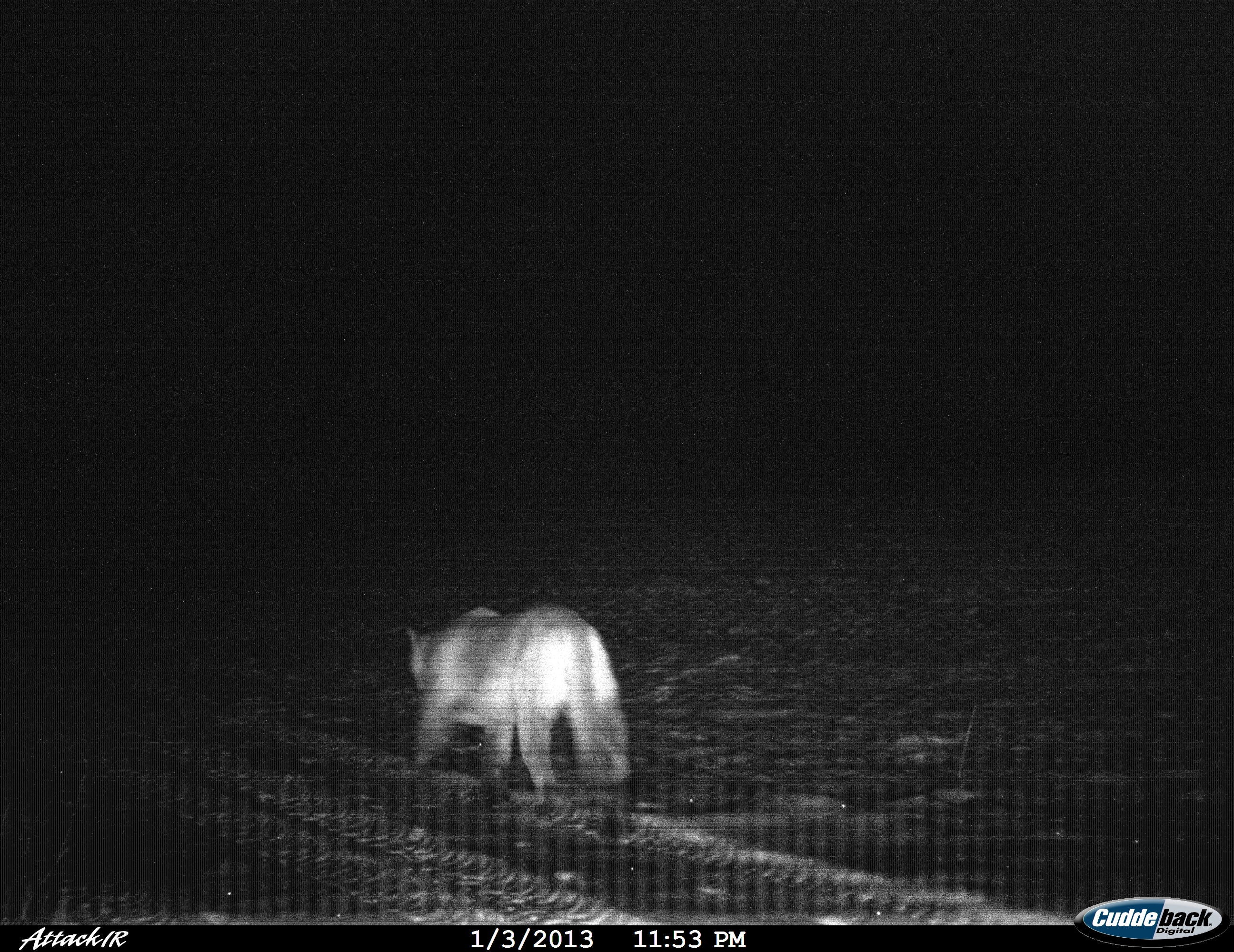 Warren County Mountain Lion