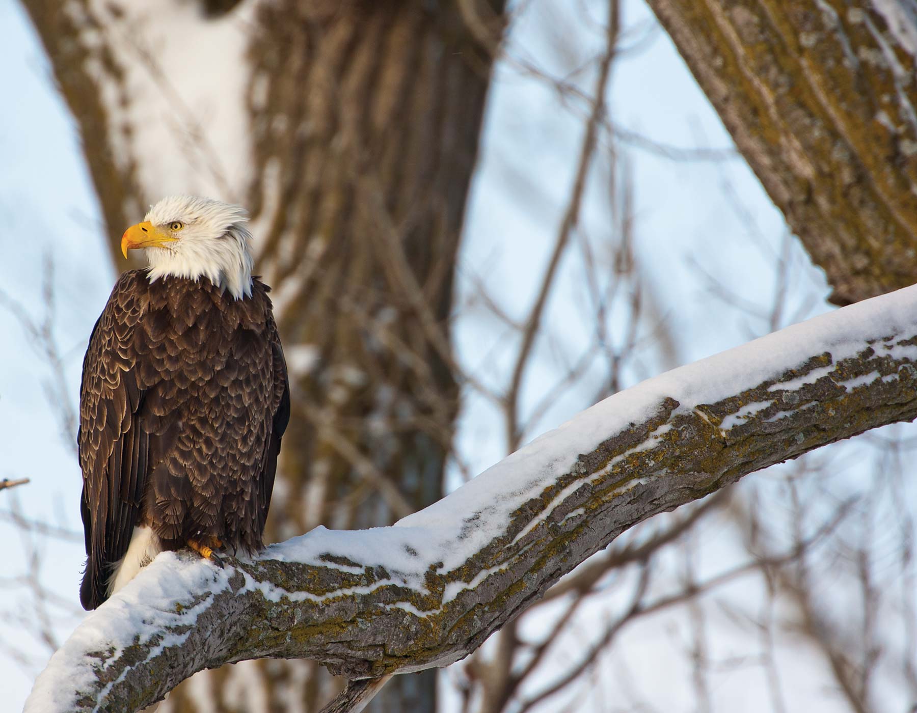 Bald Eagle on a snowy tree