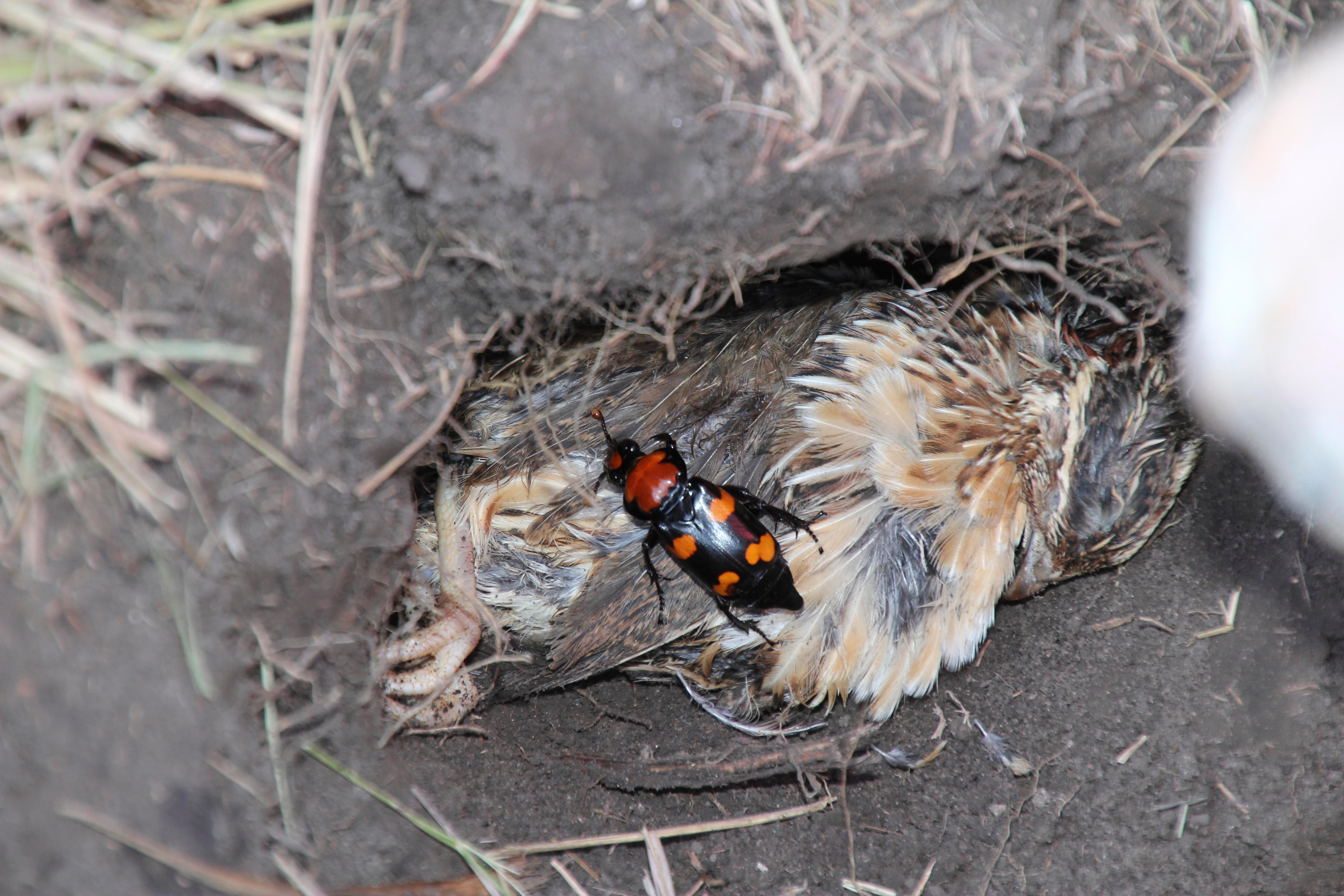 A striking red-and-black burying beetle finds a new home in Missouri soil.