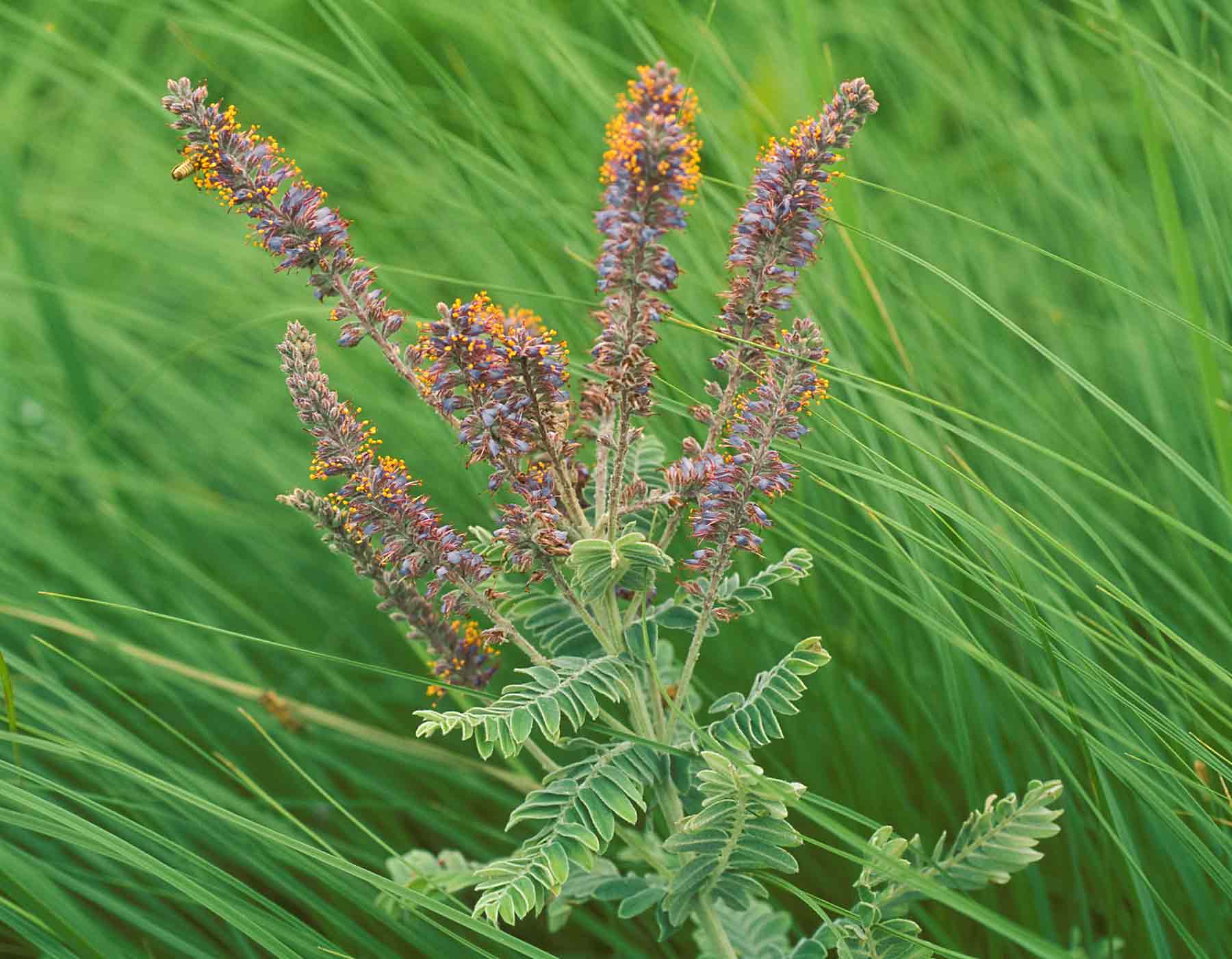 Photo of lead plant showing flowers and leaves