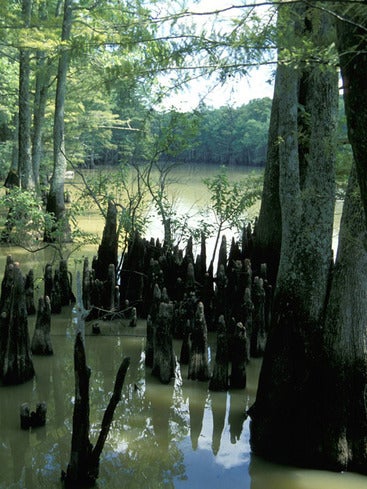 Allred Lake 
